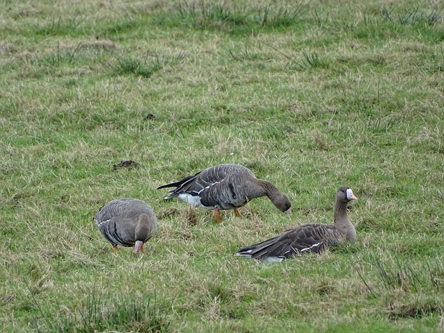 阵容堪称奢华！GOAL：阿诺德和戴维斯，皇马未来的边卫组合？.