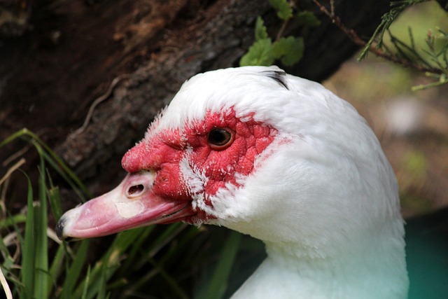 史诗级翻盘！森林狼16分逆转绞杀MVP 约基奇刷爆纪录却输球 威少致命犯规该背锅？.